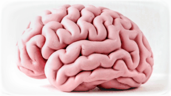 Brain neuroplasticity animation